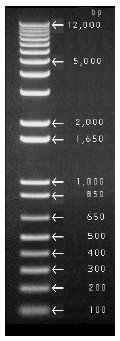유전학실험(목5,6) 1Kb+ DNA Ladder 이미지